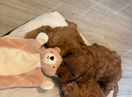 Gorgeous Cavapoo Puppies Looking for Loving Homes