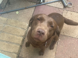 Chocolate labrador
