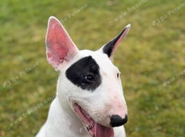 Gorgeous pedigree English Bull Terrier pups