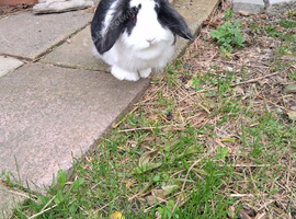 Female rabbit with hutch