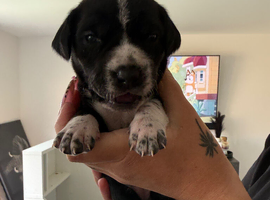 Cane corso x dalmation
