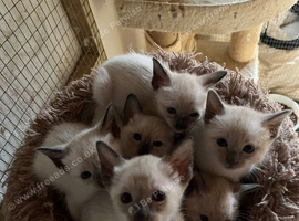 Siamese kittens ready September