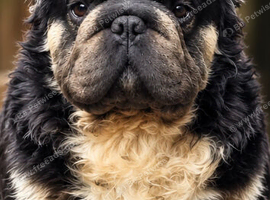 Fluffy french bulldog