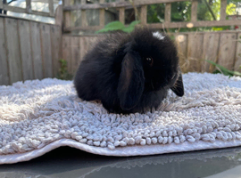 Pure mini lops.