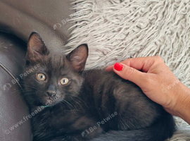 Beautiful black long hair kittens