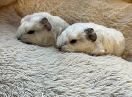 Swiss guinea pigs for sale