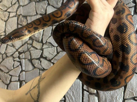 Adult Brazilian Rainbow Boa at Birmingham Reptiles