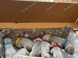 Beautiful KC registered Weimaraner Puppies. Hip Scored Parents. Champion bloodlines.Sire Show Weimaraner of the year 2025.