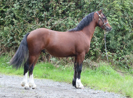Stunning bay colt