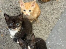 4 half sphynx kittens for sale