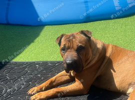 Sharpei x staffie