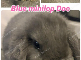 Blue Mini lop Doe