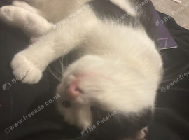 Dwarf Female Cat to rehome 1 y o