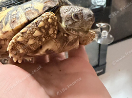 Leopard Tortoise