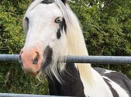 Beautiful cob gelding for sale