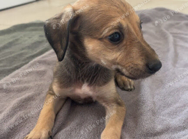 5 grayhound/saluki pups for sale