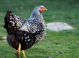 Silver laced Wyandotte point of lay pullets