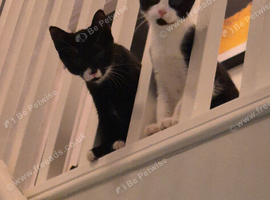 2 boy kittens