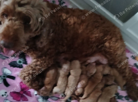 Cockapoo puppies for sale