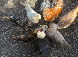Polish hatching eggs