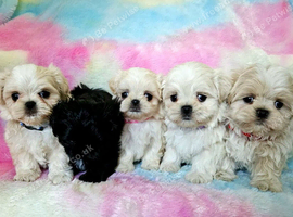 Imperial Shih Tzu X Maltese puppies