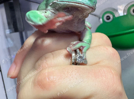 High snowflake adult male whites tree frog
