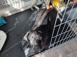 Female black labrador 10 weeks