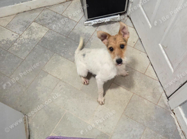 Jack russell bitch