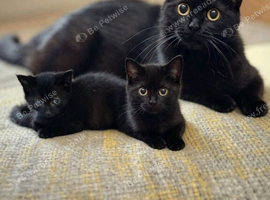 Black kittens