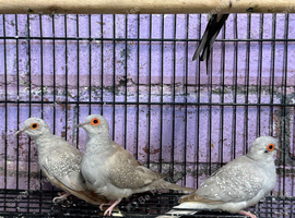 Various diamond doves