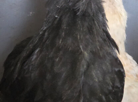 3 x Black Barbu D'uccle pullets