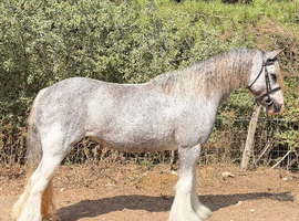 Potential junior ridden