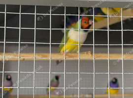 Young and adult finches