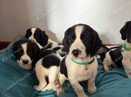 Springer Spaniel Puppies