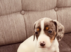 Miniature dachshund puppies 1 girl left