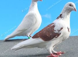 Pigeons for sale