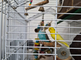 Yellow budgie for sale