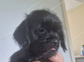 Beautiful Cavapoo