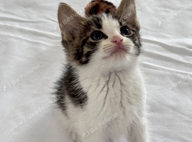 American Shorthair kittens