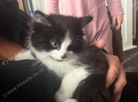 Female fluffy kitten