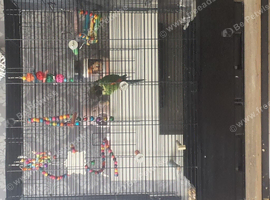 Young Black caped conure
