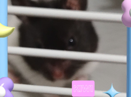 2 hamsters for rehoming