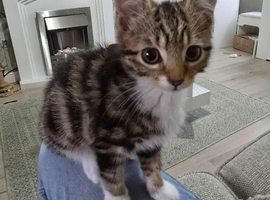 Kittens to a good home