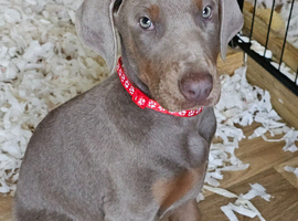 STUNNING KC Registered DOBERMANN PUPPIES from Champion Bloodlines