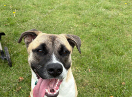 max, 9 month old akita cross