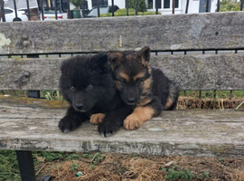 German Shepherd