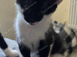 Baby kitten