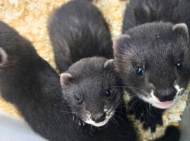 Eu polecats