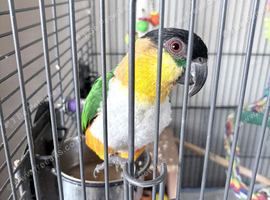 Black headed caique for sale