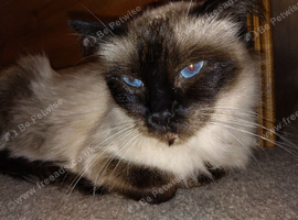 Ragdoll Kitten